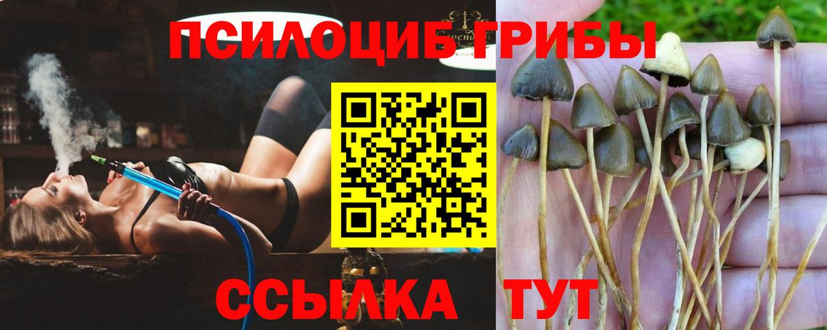 Галлюциногенные грибы Psilocybe Горячий Ключ